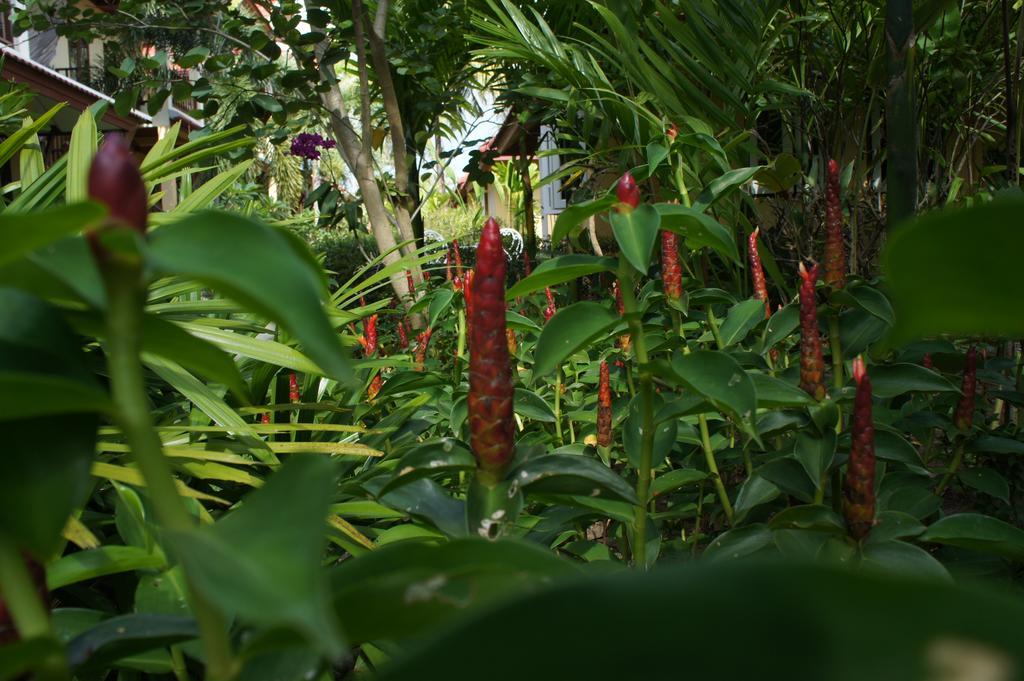 Palm Village Rawai Eksteriør bilde